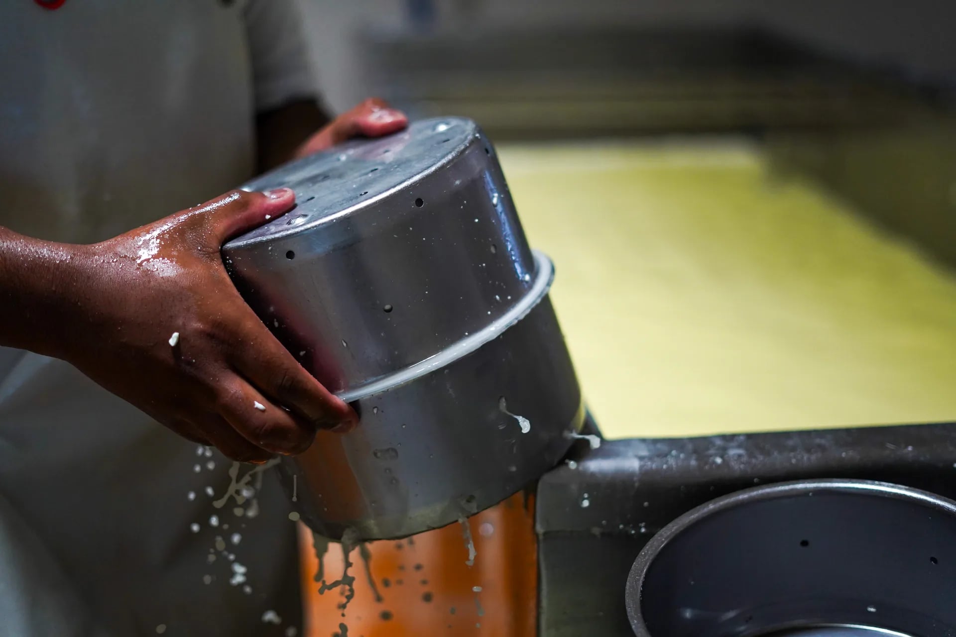 Pénicillium roqueforti cultivé sur du pain de seigle